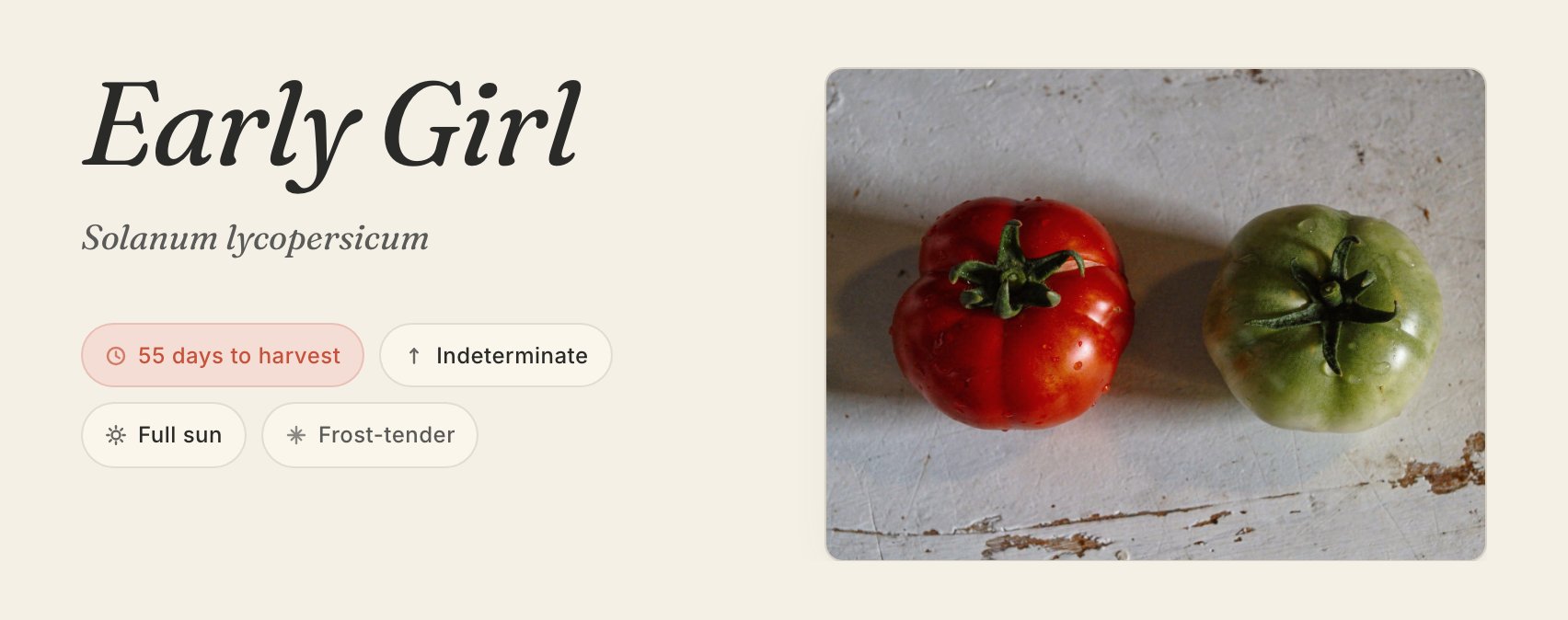 The Early Girl page header: name, Latin binomial, chips for 55 days to harvest, indeterminate habit, full sun, frost-tender