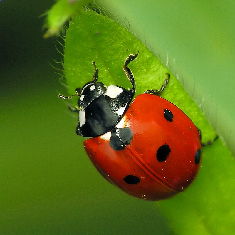 Ladybug on a leaf